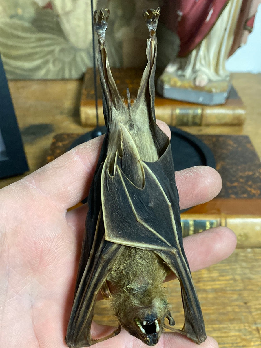 Verre prédécoupé Chauve souris noir COE96