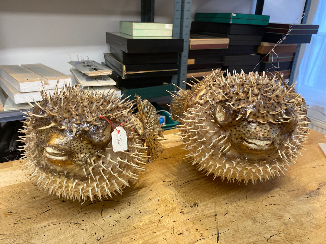 Deux Poissons globes