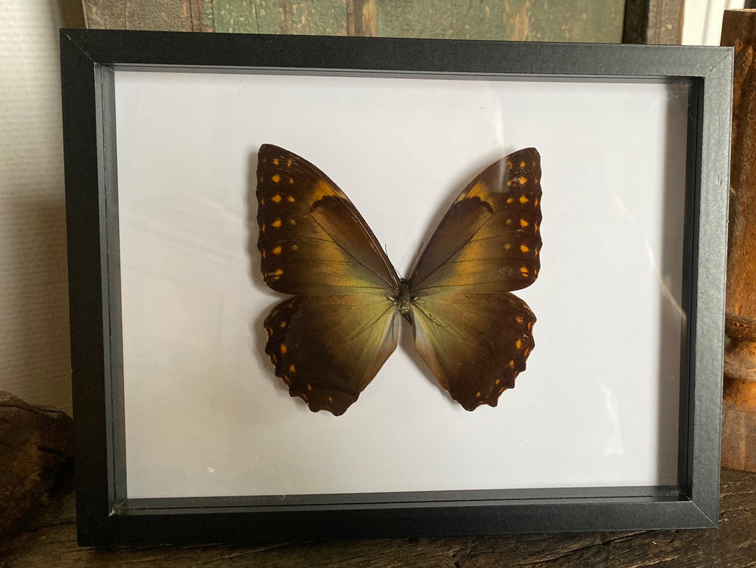 Cadre papillon Morpho Telemachus