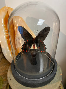 Papillon Pachliopta kotzebuea sous globe en verre