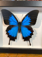 Charger l&#39;image dans la galerie, Cadre papillon « papilio ulysses »
