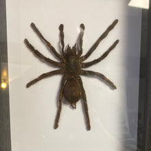 Charger l&#39;image dans la galerie, Cadre araignée selenocosmia javanensis
