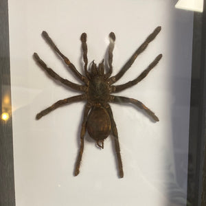 Cadre araignée selenocosmia javanensis