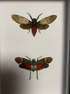 Cadre duo d’insectes
