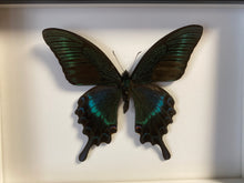 Charger l&#39;image dans la galerie, Cadre papillon « papilio maackii »
