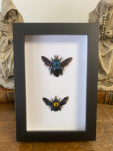 Charger l&#39;image dans la galerie, Cadre duo d’ abeilles charpentière
