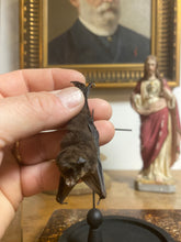 Charger l&#39;image dans la galerie, Chauve-souris pipistrellus imbricatus sous globe
