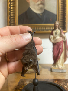 Chauve-souris pipistrellus imbricatus sous globe