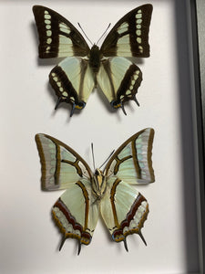 Cadre duo de papillons polyura narcaea