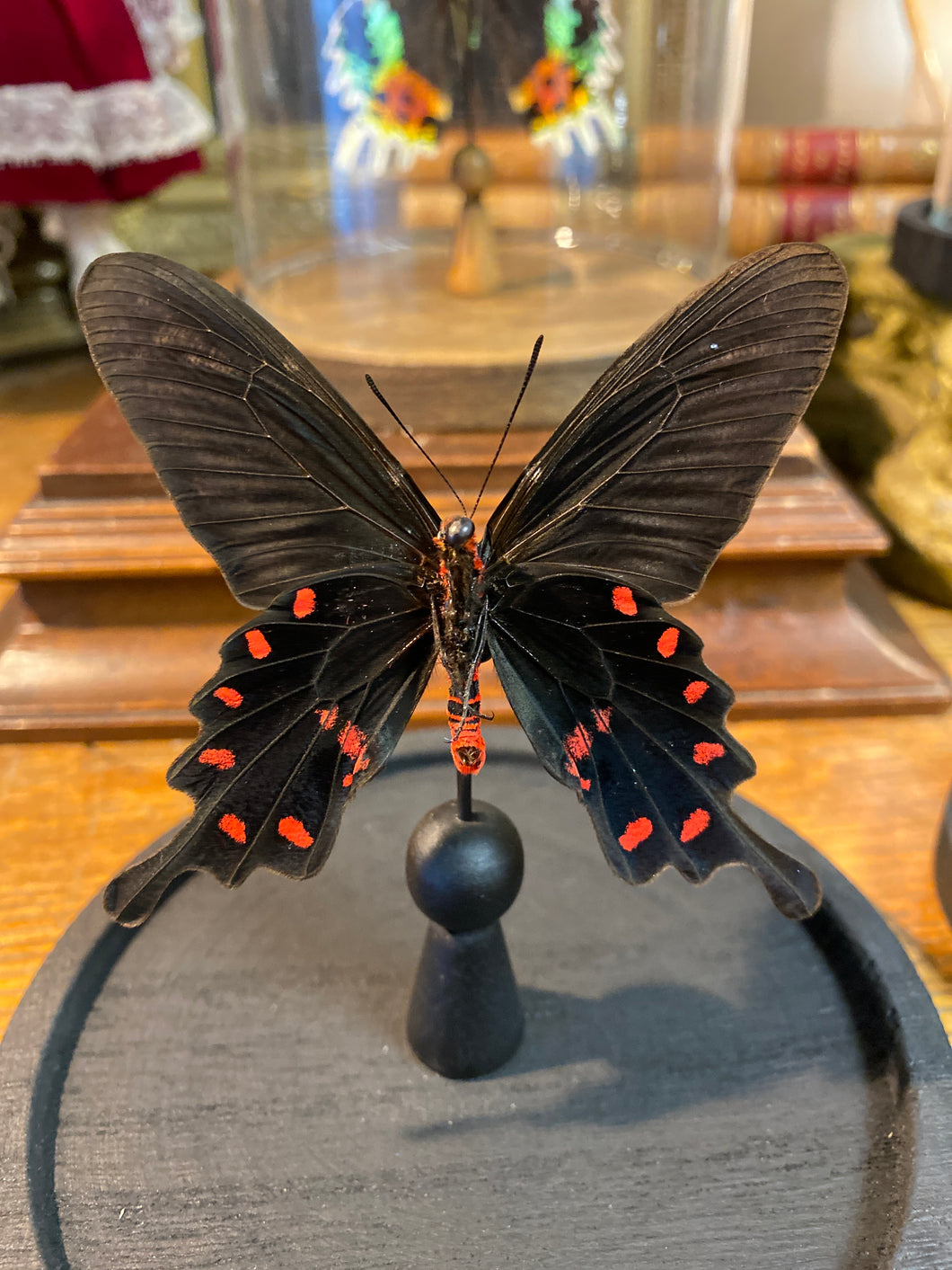 Papillon Pachliopta kotzebuea sous globe en verre