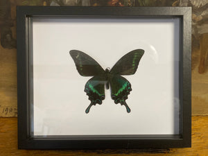 Cadre papilio macki