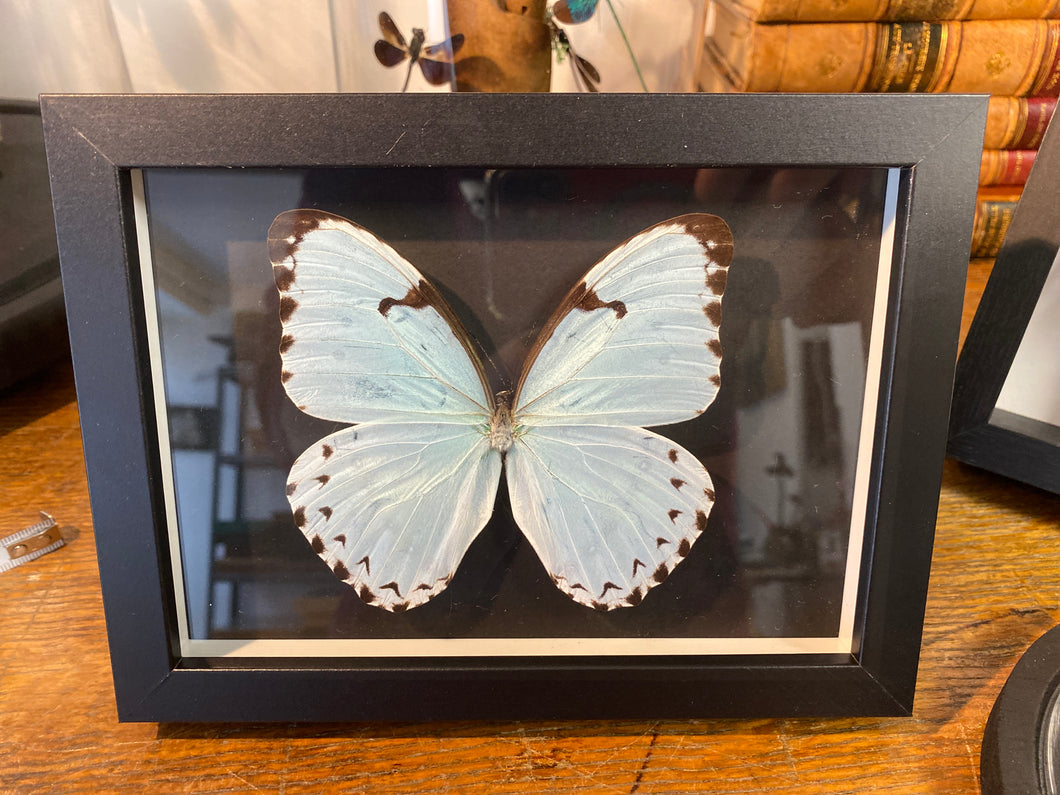 Cadre papillon « morpho catenarius »