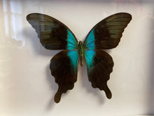 Charger l&#39;image dans la galerie, Cadre papillon

