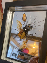 Charger l&#39;image dans la galerie, Cadre « Mayday,Mayday » au scarabée
