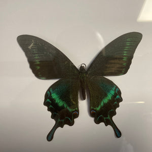 Cadre papilio macki