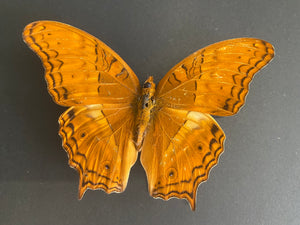 Cadre papillon