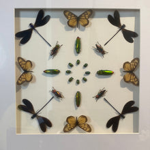 Charger l&#39;image dans la galerie, Cadre géométrie aux papillons, scarabées et insectes
