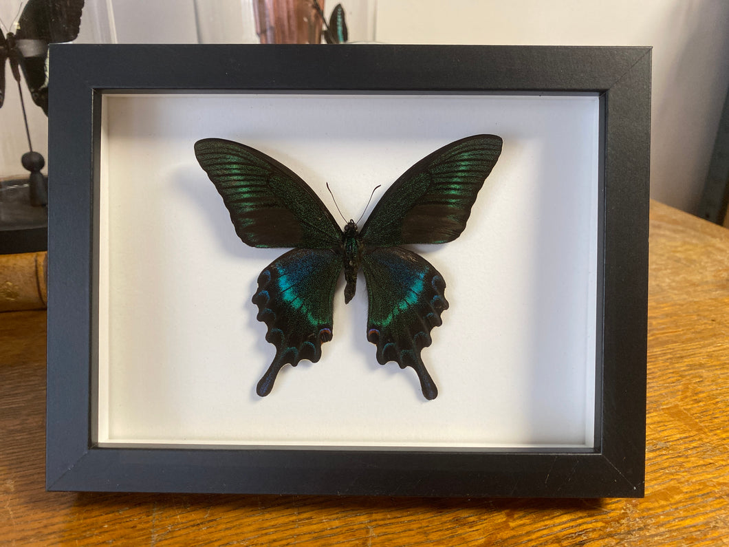 Cadre papillon « papilio maackii »