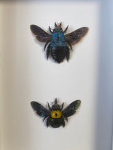 Charger l&#39;image dans la galerie, Cadre duo d’ abeilles charpentière
