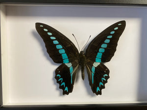 Cadre papillon graphium millon