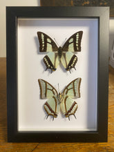Charger l&#39;image dans la galerie, Cadre duo de papillons polyura narcaea
