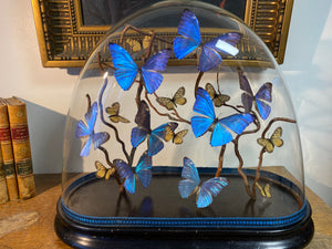 Envolée de papillons Morpho adonis sous globe Napoleon 3, ENVOI IMPOSSIBLE