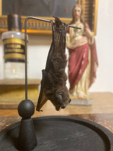 Chauve-souris pipistrellus imbricatus sous globe