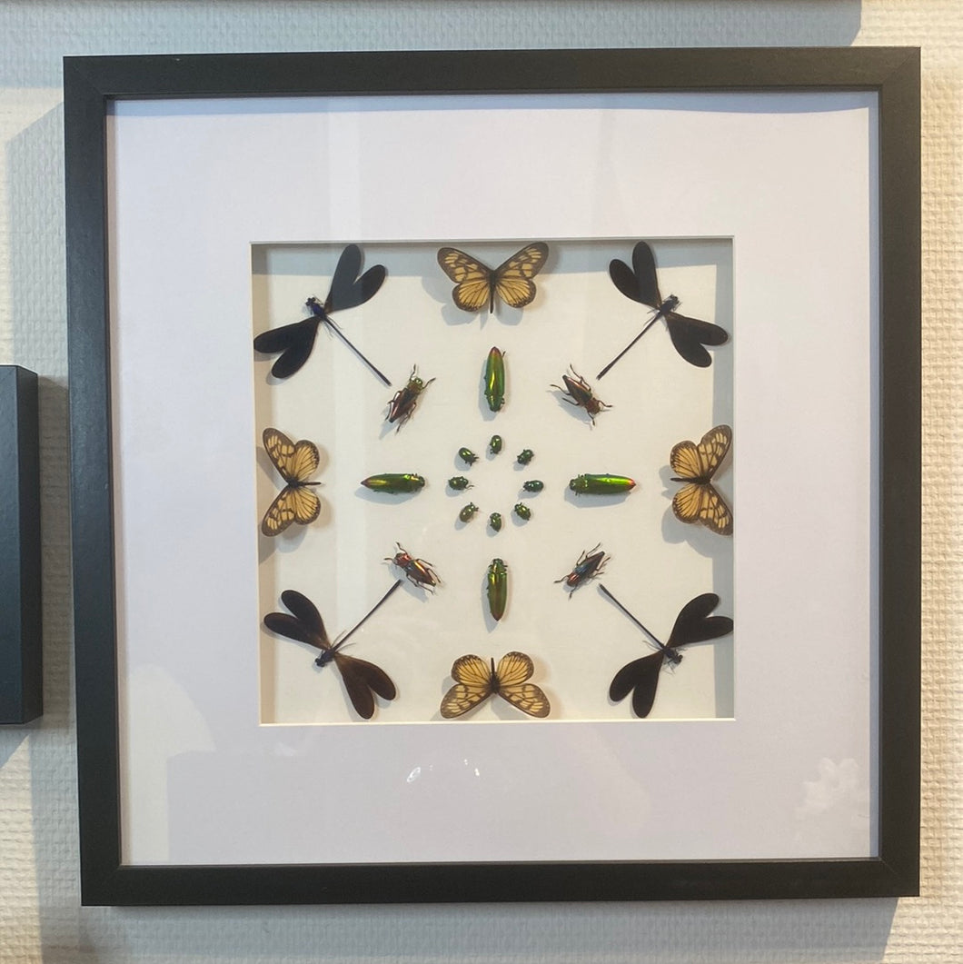 Cadre géométrie aux papillons, scarabées et insectes