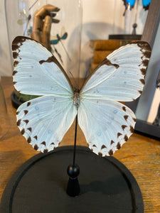 Papillon morpho catenarius sous globe