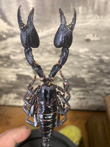 Globe véritable scorpion