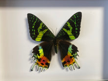 Charger l&#39;image dans la galerie, Cadre papillon Urania ripheus
