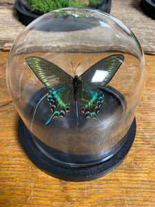 Globe papillon