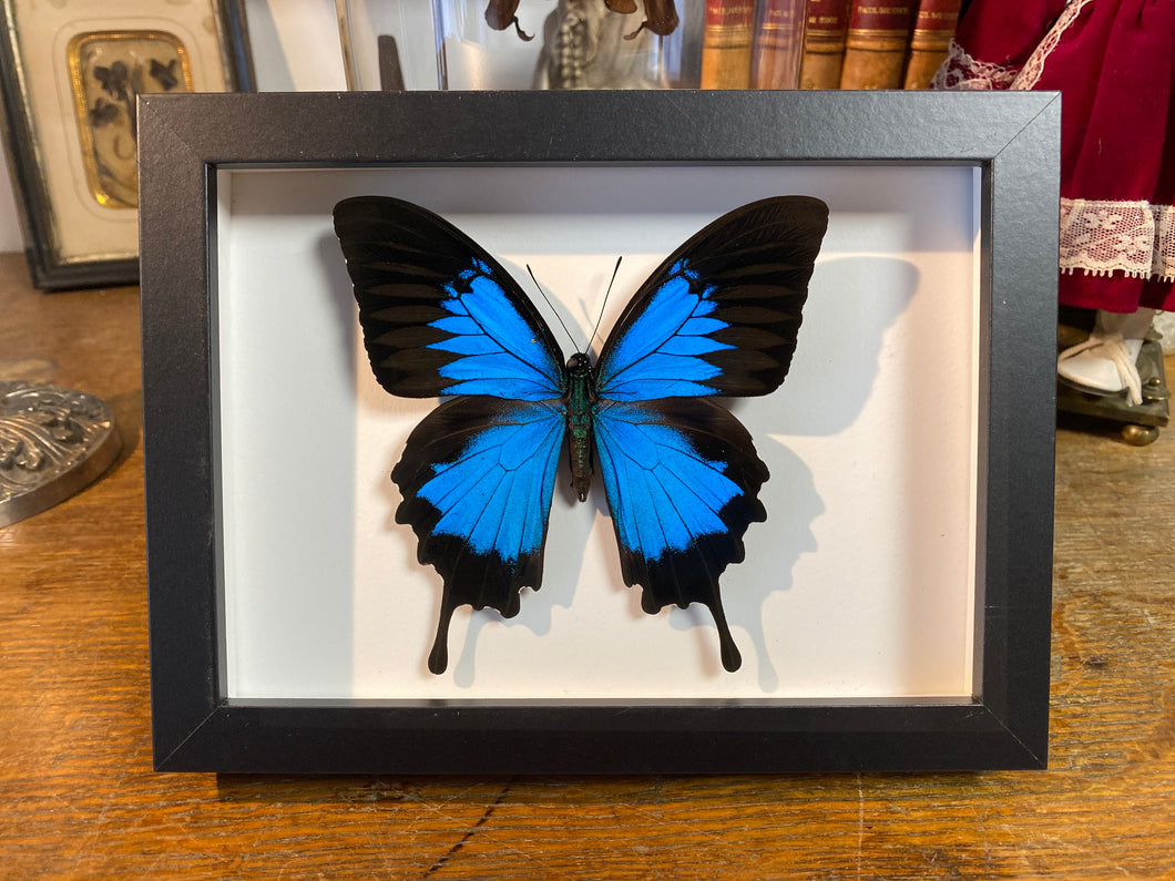 Cadre papillon « papilio ulysses »