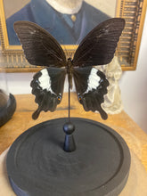 Charger l&#39;image dans la galerie, Papillon papilio fuscus sous globe
