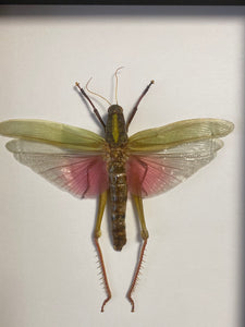 Cadre sauterelle Chondacris rosea