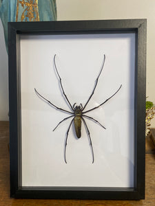 Cadre Nephila