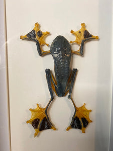 Cadre véritable grenouille « rhacophorus reinwardtii »