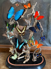 Charger l&#39;image dans la galerie, Envolée de papillons sous globe napoléonien (ENVOI IMPOSSIBLE)
