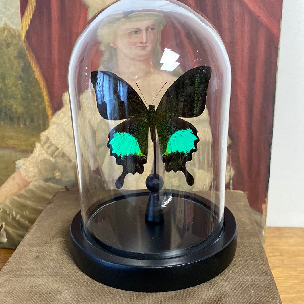 Papilio paris detanii sous globe en verre