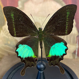 Papilio paris detanii sous globe en verre