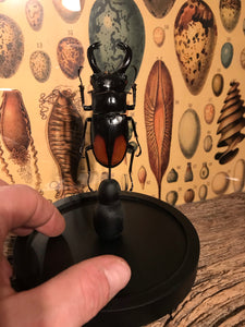 Globe en verre scarabée Hexarthrius parryi